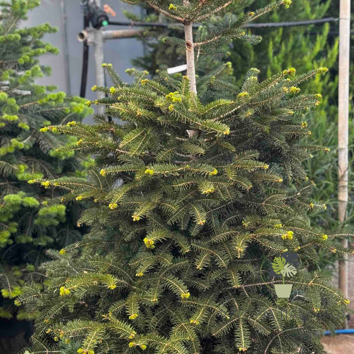 Έλατο Νορμανδίας (Abies nordmanniana) | Premium Φυσικό Χριστουγεννιάτικο Δέντρο - 2